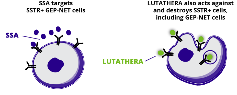 SSA targets SSTR+ GEP-NET cells to control tumor symptoms and growth. LUTATHERA also acts against and destroys SSTR+ GEP-NET cells.